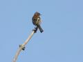 07-DSC09898-Vink.