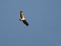 16-DSC06376-Buizerd.