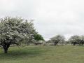 22-DSC06853-Meidoorns-Westhoek.