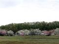 23-DSC06856-Meidoorns-De-Zilk.
