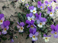07-DSC01420-