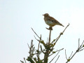 11-DSC01518-
