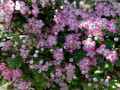 35-DSC01859-