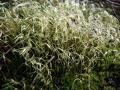 03-DSC09874-