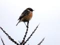 04-DSC09827-