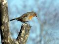 11-DSC09775-