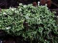 17-DSC00038-