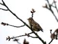 29-DSC09930-