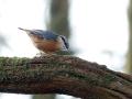 31-DSC09737-
