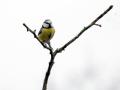 37-DSC00111-