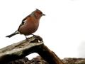 40-DSC00120-