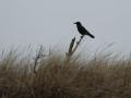 45-DSC00233-