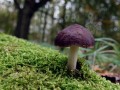 07-DSC04726-Russula-Engelse-bos.