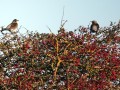 15-DSC04829-Kramsvogels-Meidoorn.