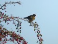 16-DSC04836-Kramsvogel-in-Meidoorn.-kopie