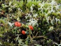 21-DSC05268-Rood-bekermos-Blomberg.