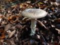 25-DSC08332-