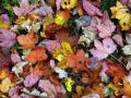 28-DSC08529-