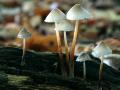 29-DSC08098-