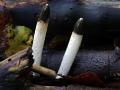34-DSC08126-