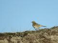 37-DSC08571-