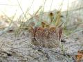 39-DSC08566-