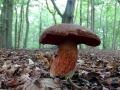 004 DSC06133 Kastanjeboleet, Engelse Bos.