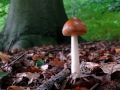 005 DSC06137 Gele Knolamoniet, Engelse Bos.