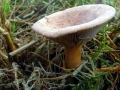 008 DSC06151 Trechterzwam.