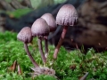 017 DSC06261 Purperbruine Mycena, Engelse Bos.