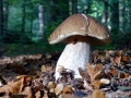 025 DSC06380 Gewone Eekhoorntjesbrood, Engelse Bos.