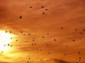 034 DSC00500