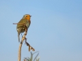 036 DSC06596 Roodborst.