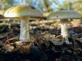 03-DSC06563-