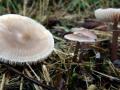19-DSC06935-