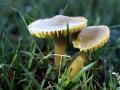 35-DSC06993-