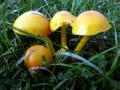 38-DSC07102-