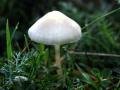 39-DSC07111-