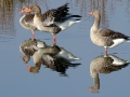 DSC06477 Grauwe Gans.