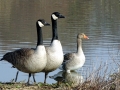 DSC06503 2x Canadese Gans, Grauwe Gans.