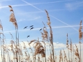 DSC06695 Riet, Ganzen.
