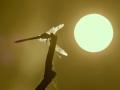 01-DSC04709-