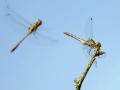 03-DSC04613-