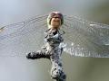 04-DSC04639-