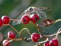 06-DSC05500-