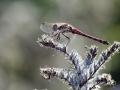 07-DSC05349-