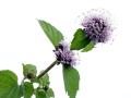 14-DSC04281-