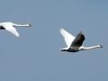 17-DSC03229-