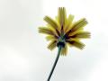 19-DSC04506-