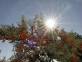 21-DSC05266-